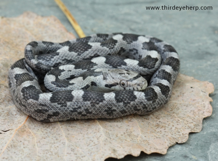 Gray Rat Snake